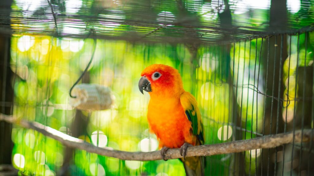 selective focus photo of a caged orange and yellow baby parrot perched on branch