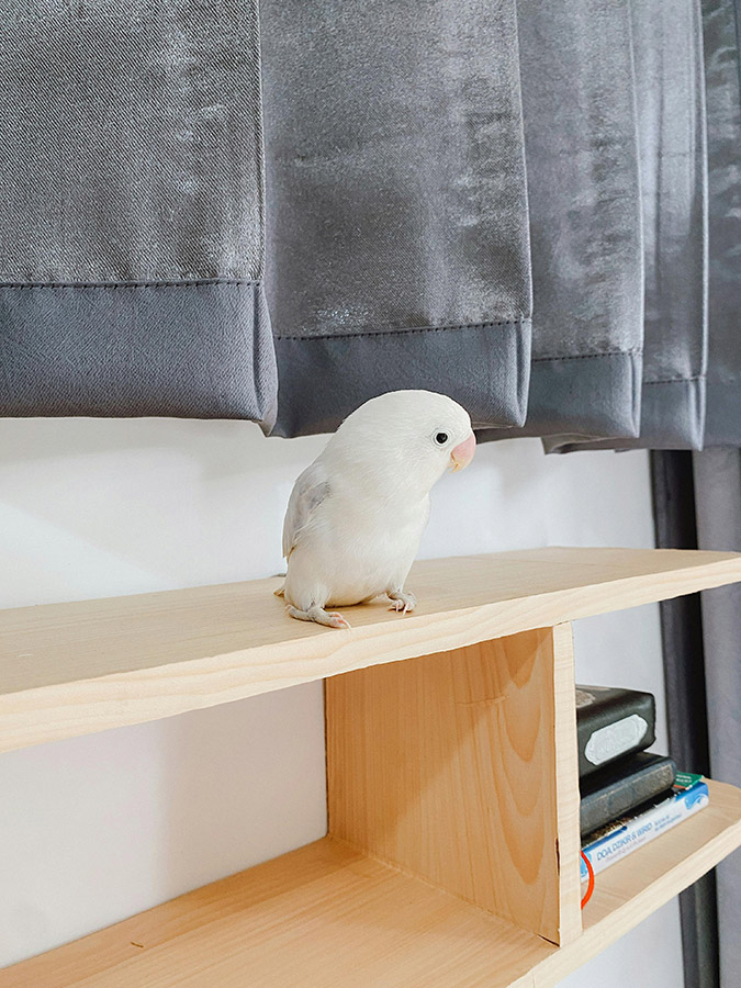 Lovebird on a shelf