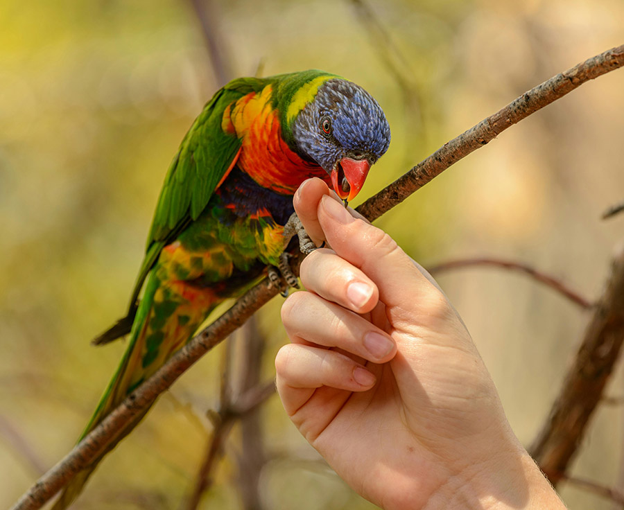 Petting a parrot