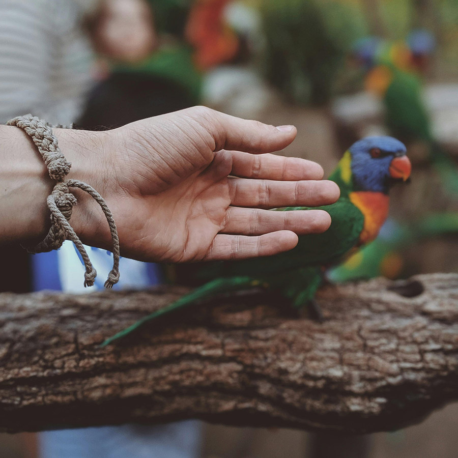 Parrot avoiding hand