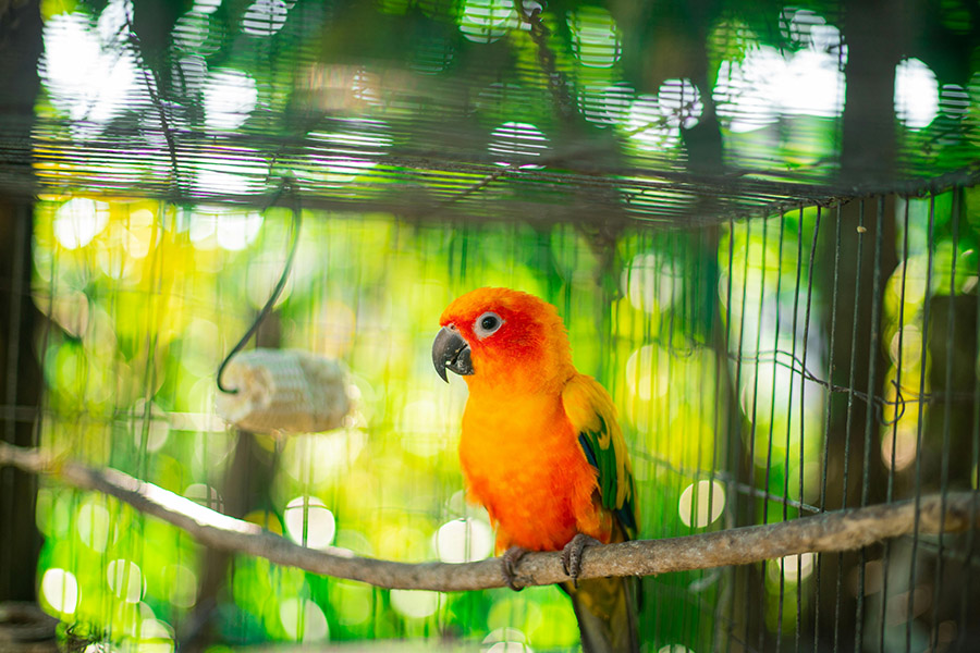 Parrot in cage