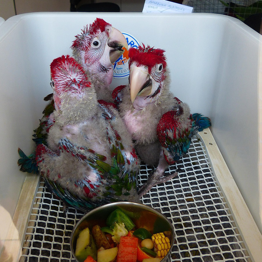 Baby macaws