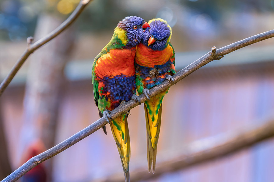 Lorikeet couple