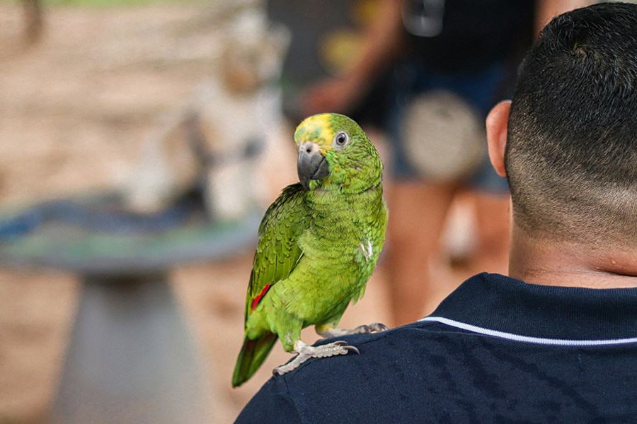 Parrot on shoulder