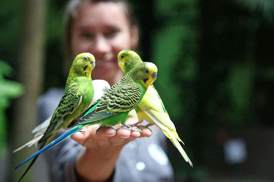 Budgies on someone's hand