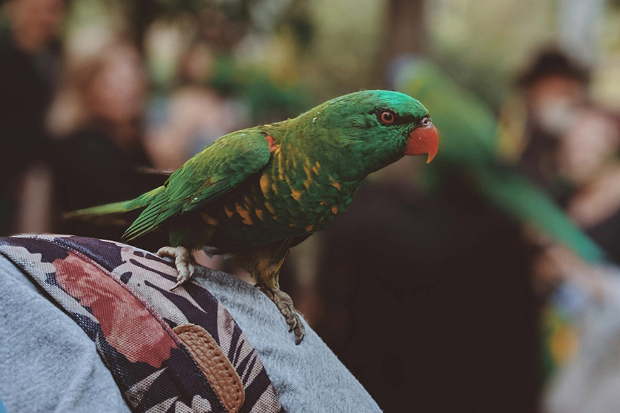 Parrot on shoulder