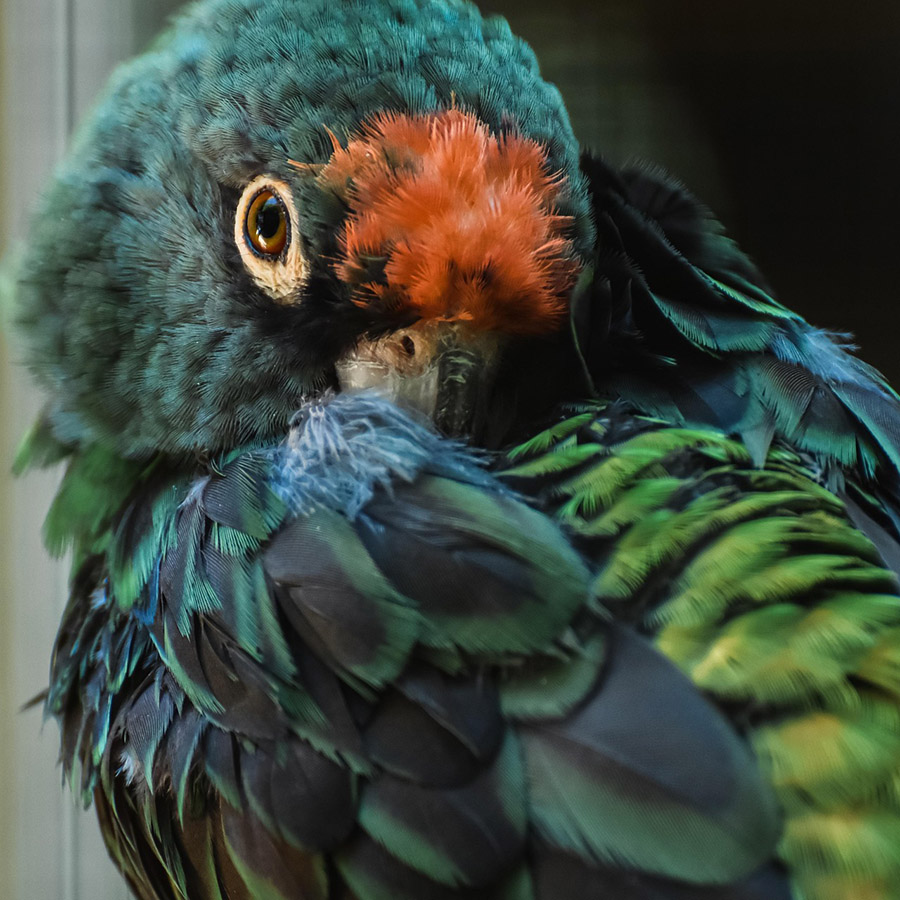 Parrot preening