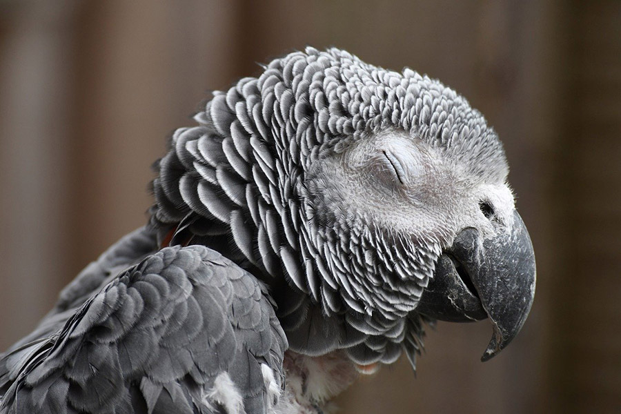 Grey parrot closing eyes