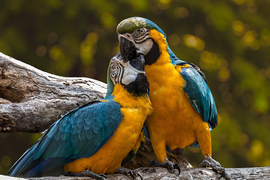 Macaw couple