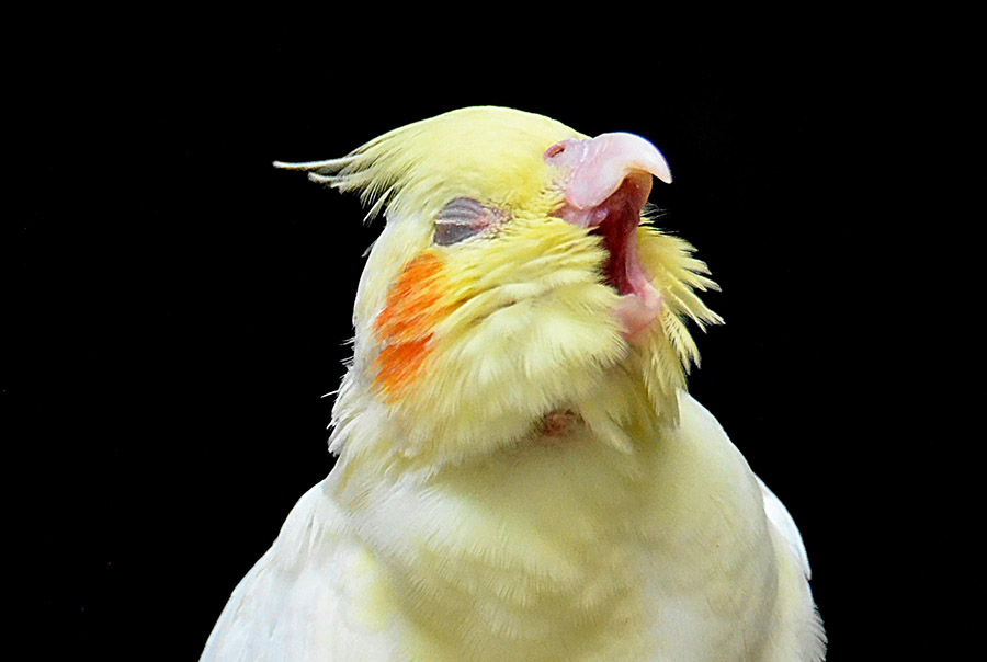 cockatiel