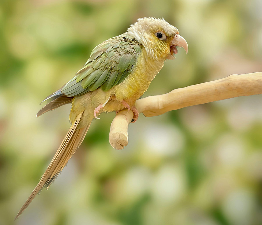 Conure