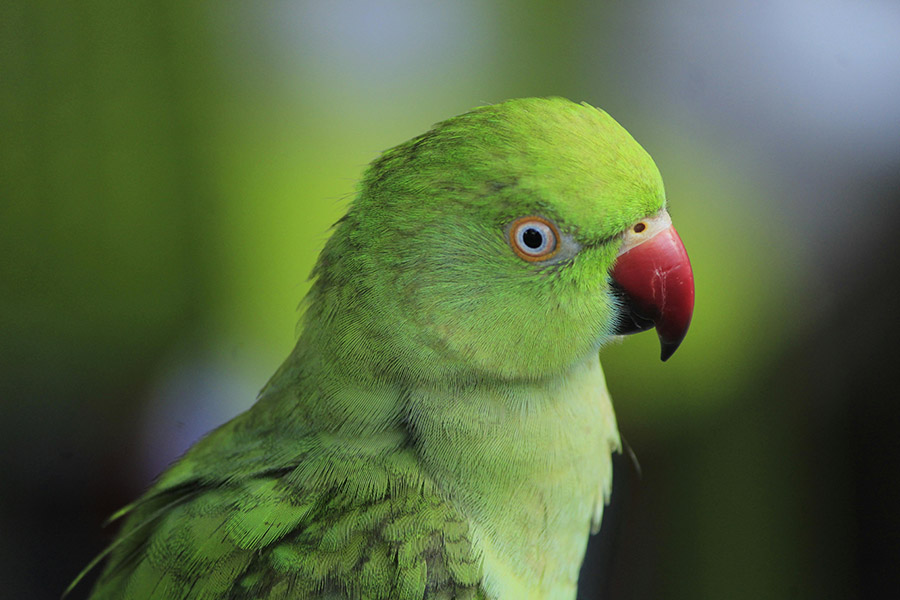 Indian ringneck eye pinning