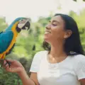 talking-parrots