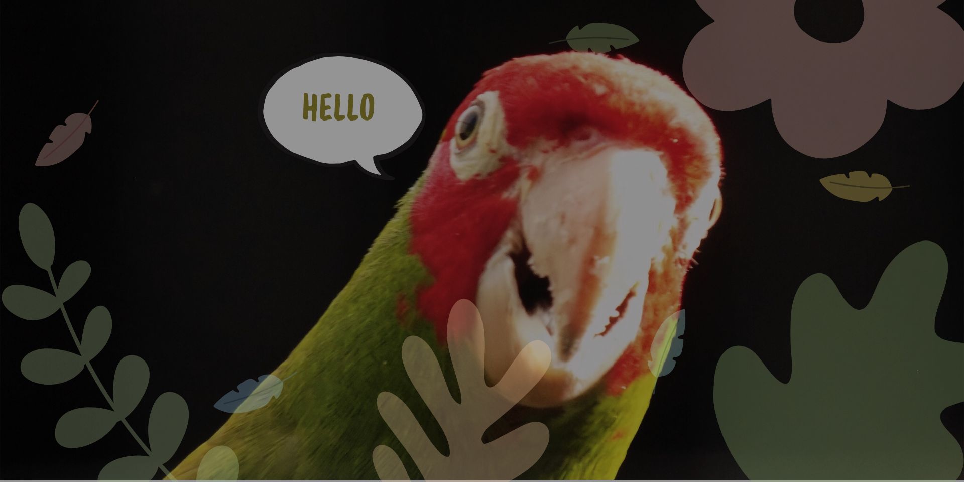 why parrots talk