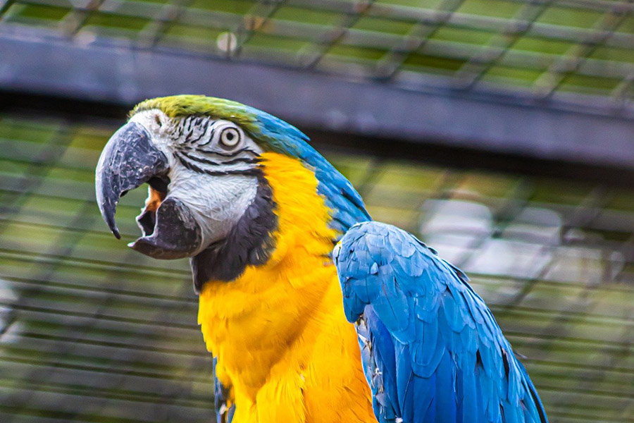 Macaw talking