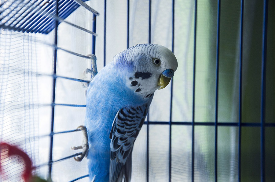 Parrot in cage