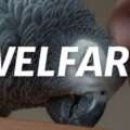 welfare header