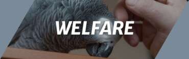 welfare header