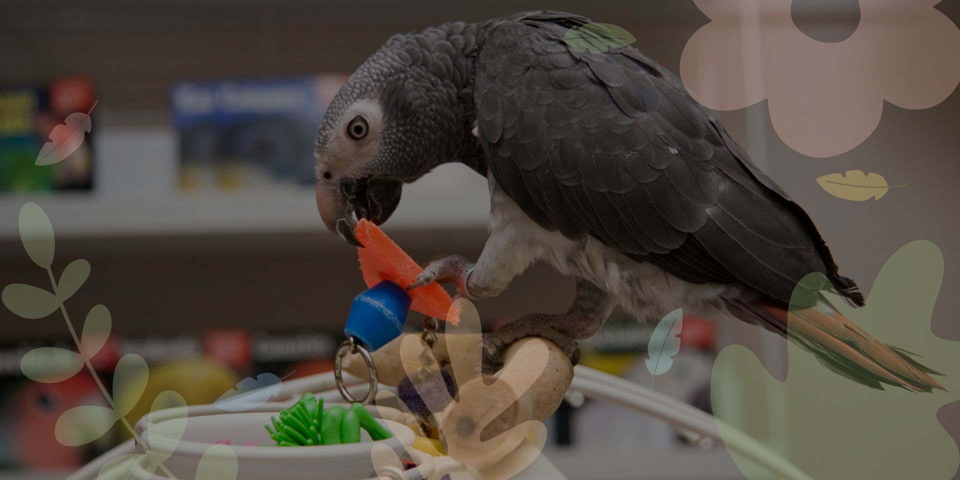 where to buy parrot stuff