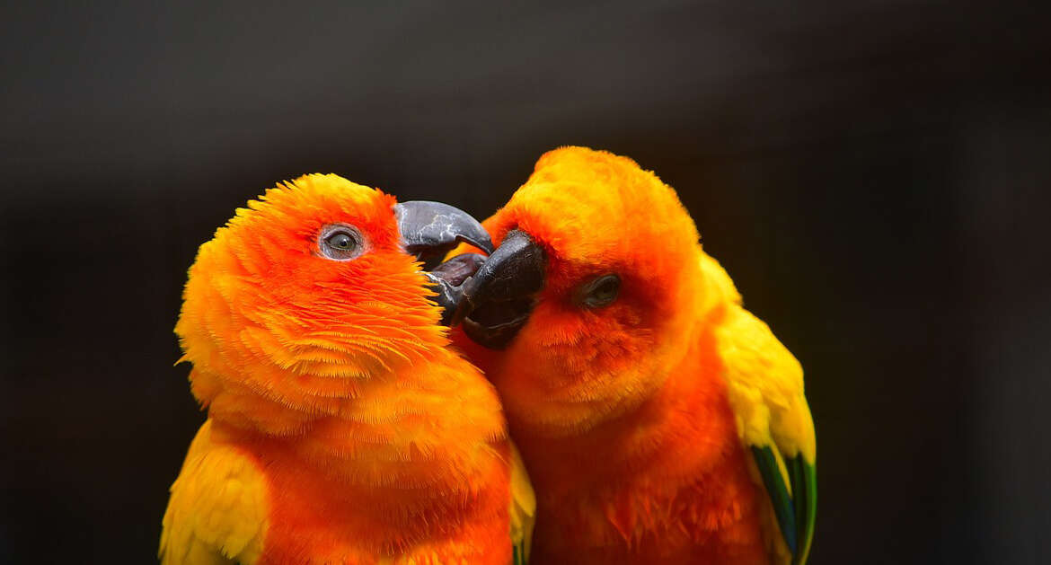 Do parrots mate for life