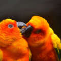 Do parrots mate for life