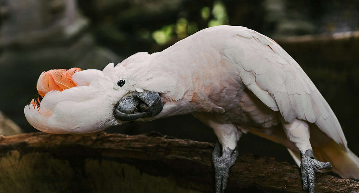 Cockatoo dancing