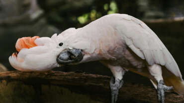 Cockatoo dancing