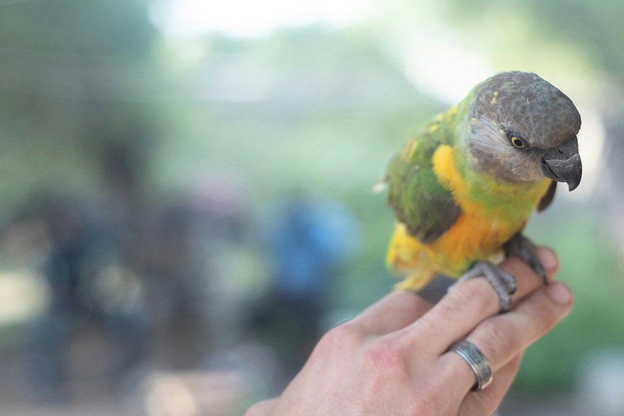 Parrot on a hand