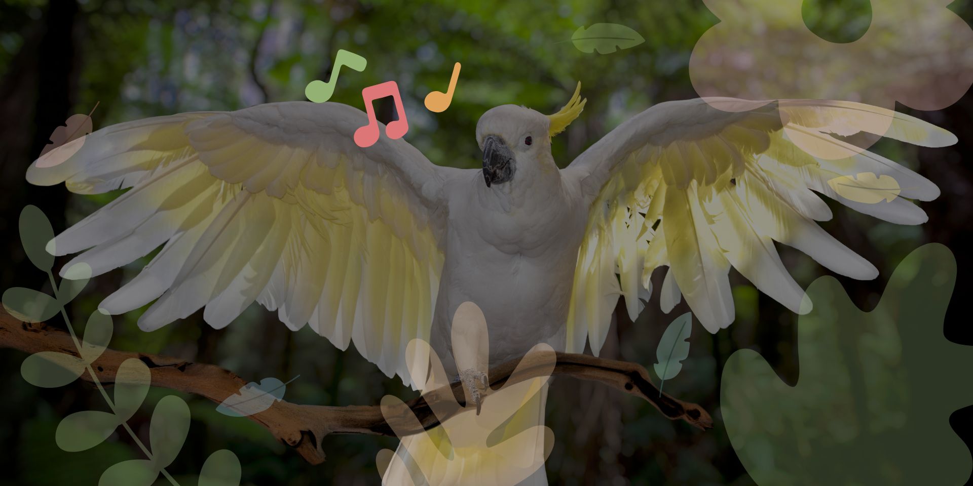 parrots like music