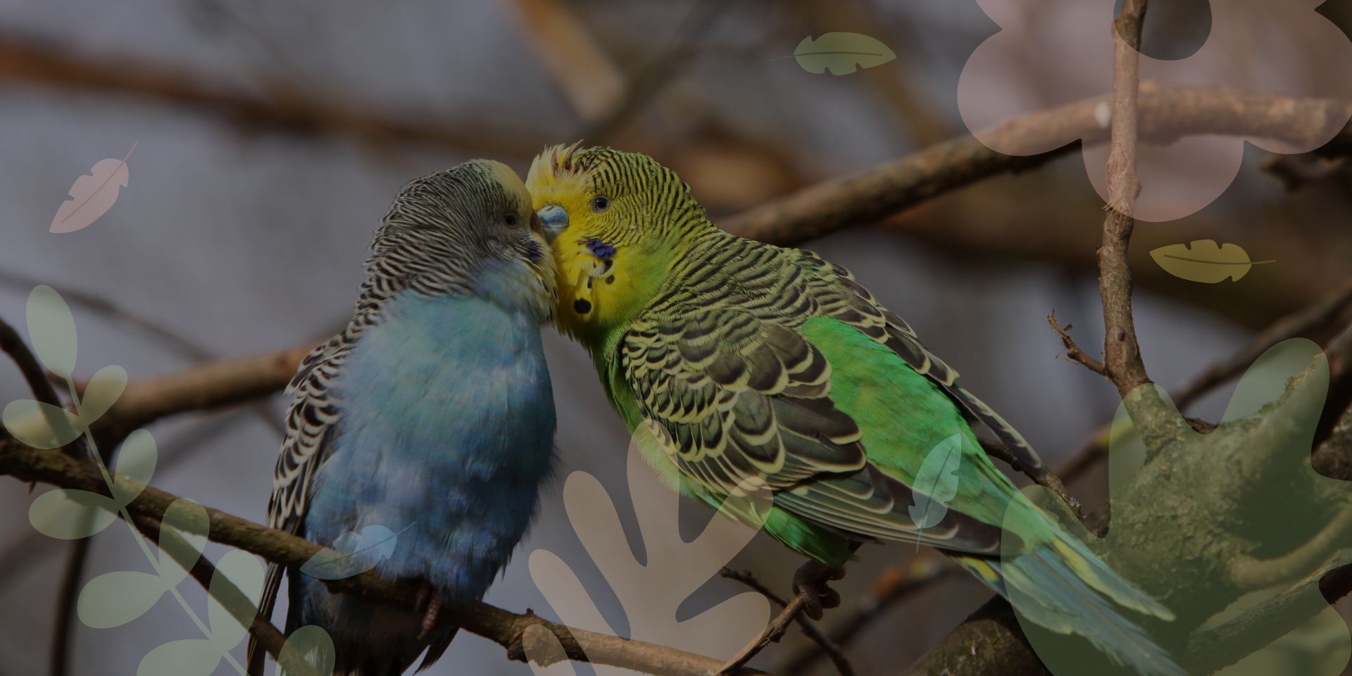 parrots mate for life