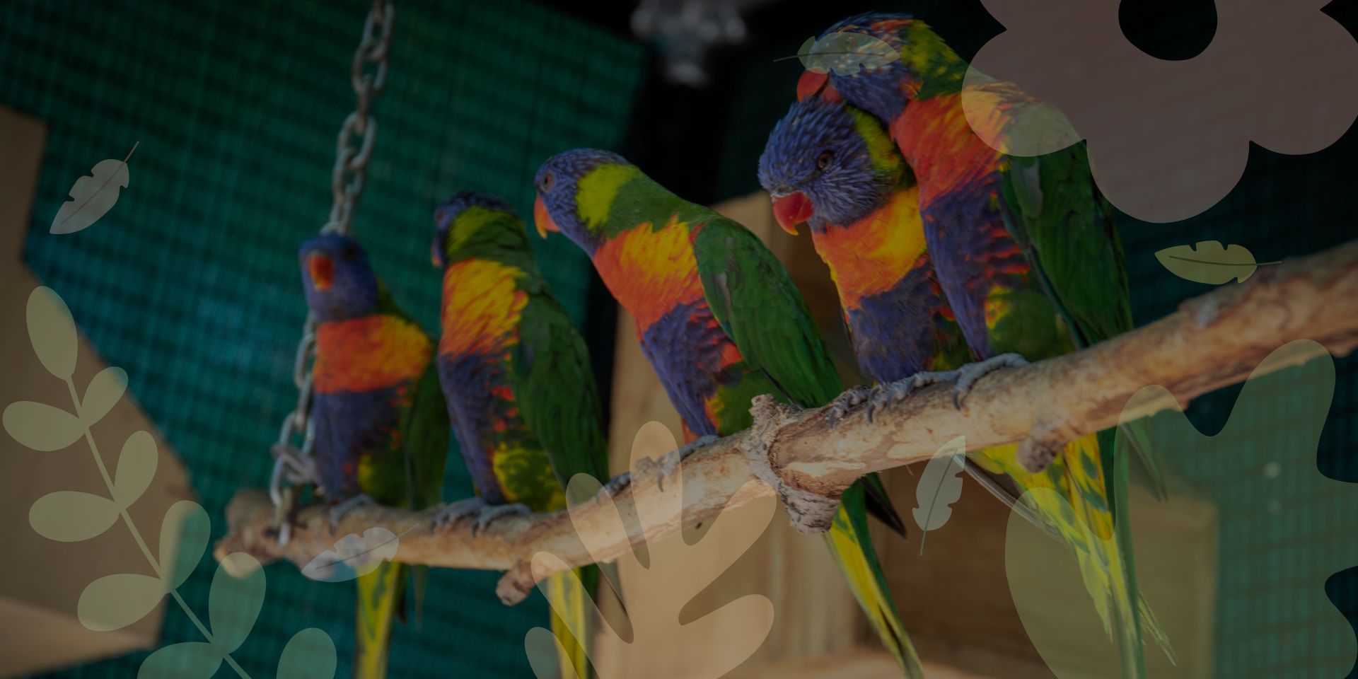4 truths about parrots