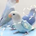 Commonly Kept Parrots in Singapore