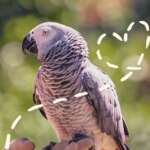 Ready To Get A Parrot