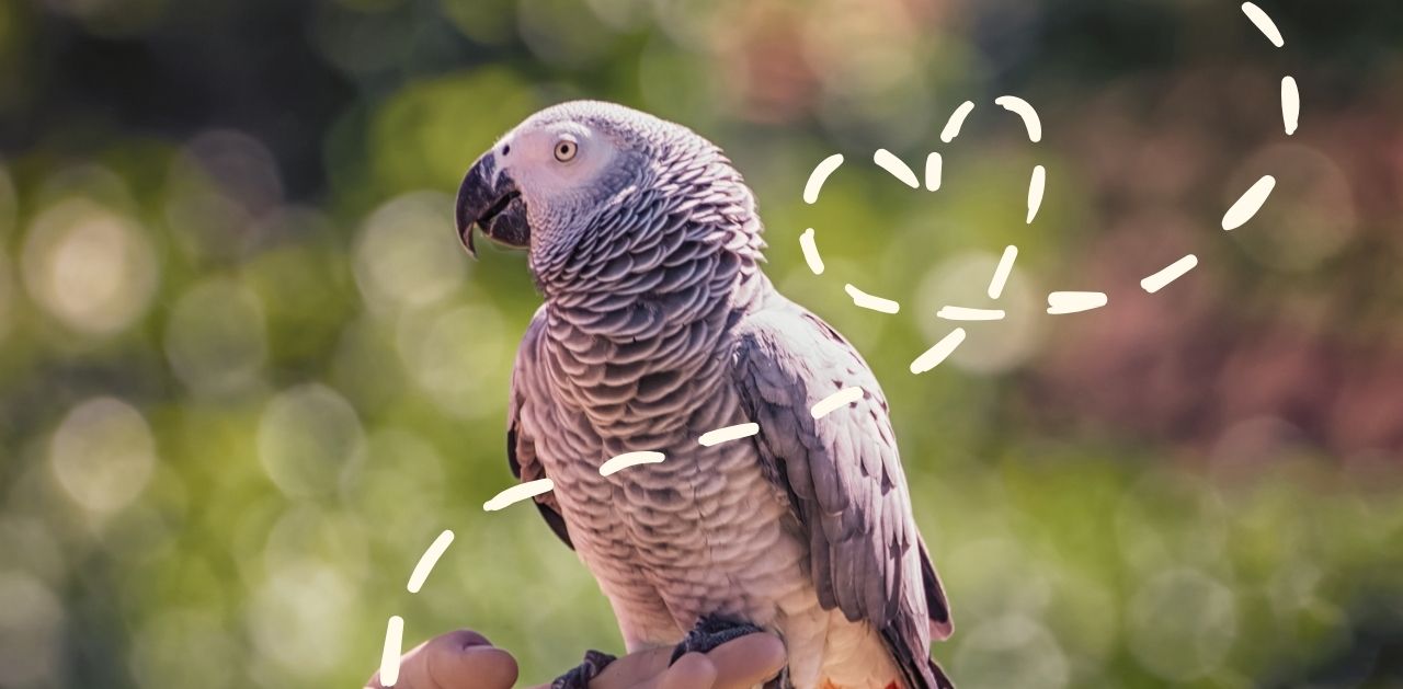 Ready To Get A Parrot