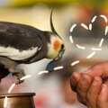 Parrot commitment