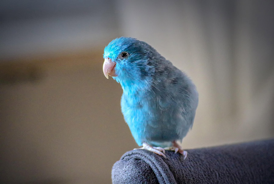 Blue parrotlet