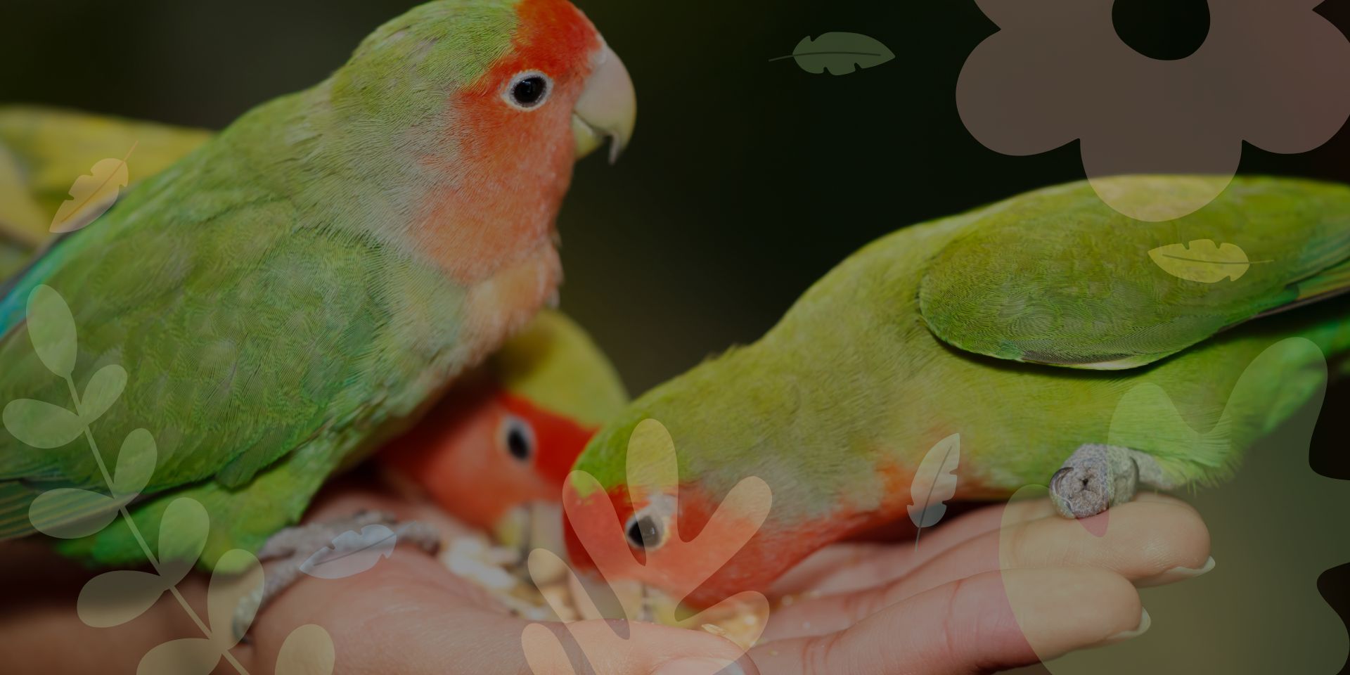 common parrots singapore