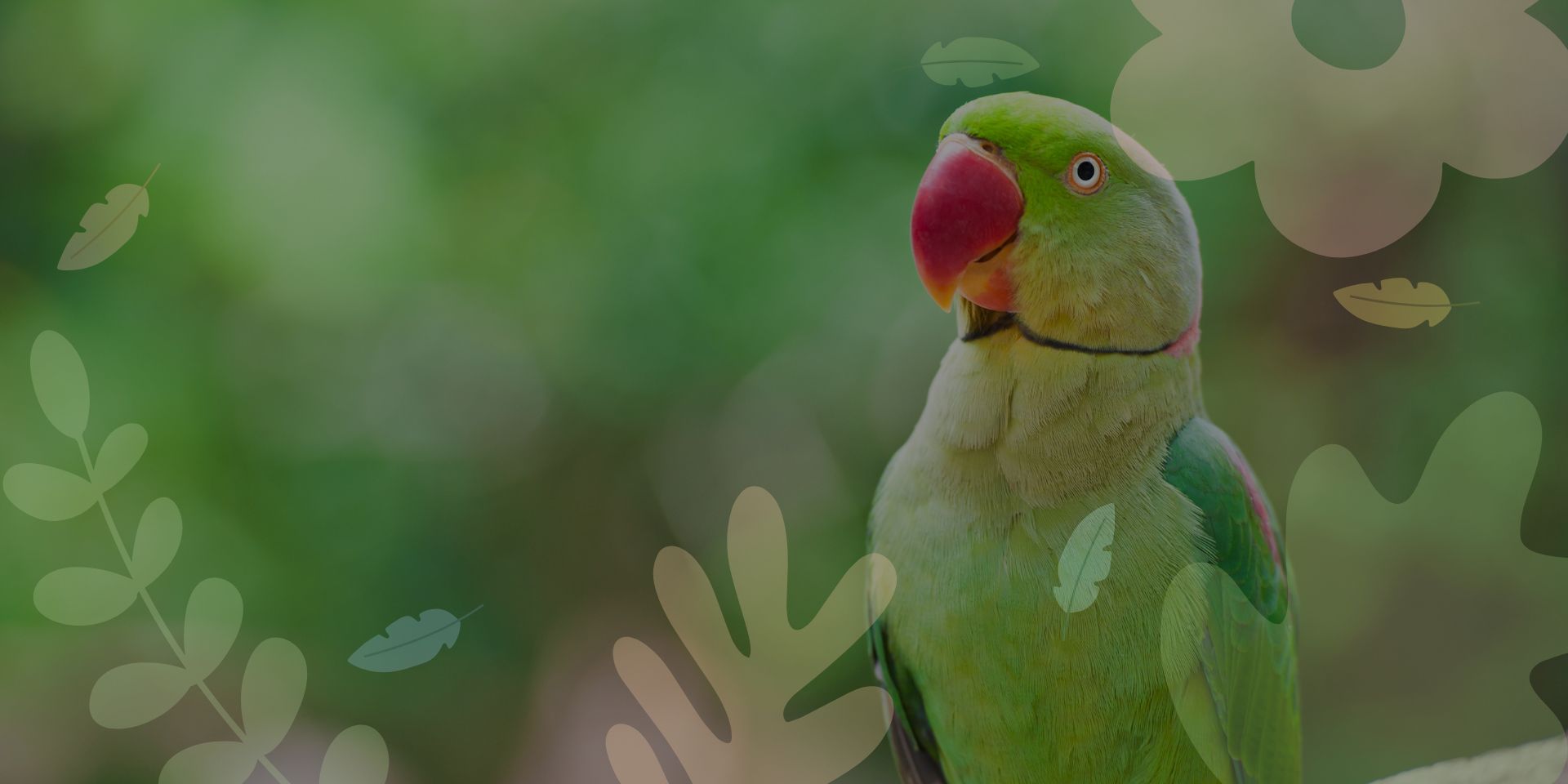 how long parrots live