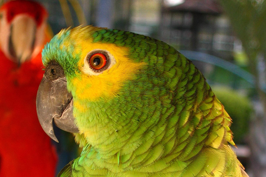 Amazon parrot