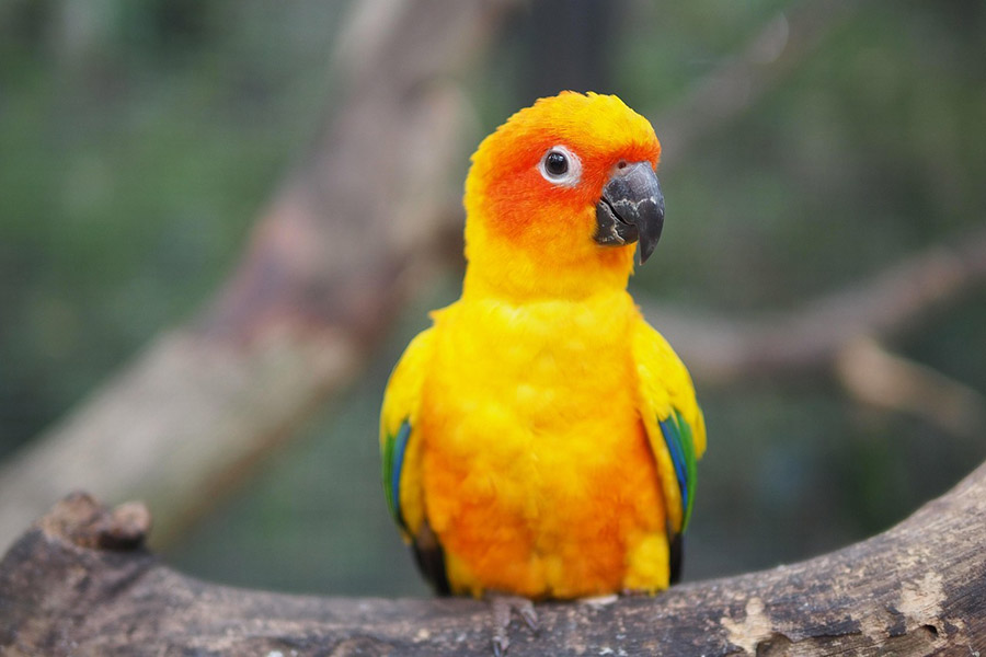 Sun conure