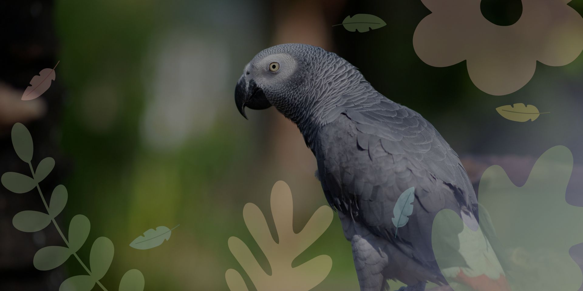 ready to get a parrot