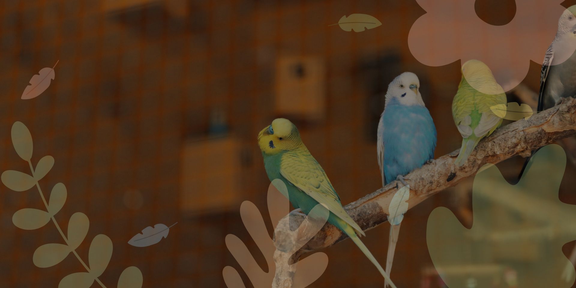 small vs large parrots