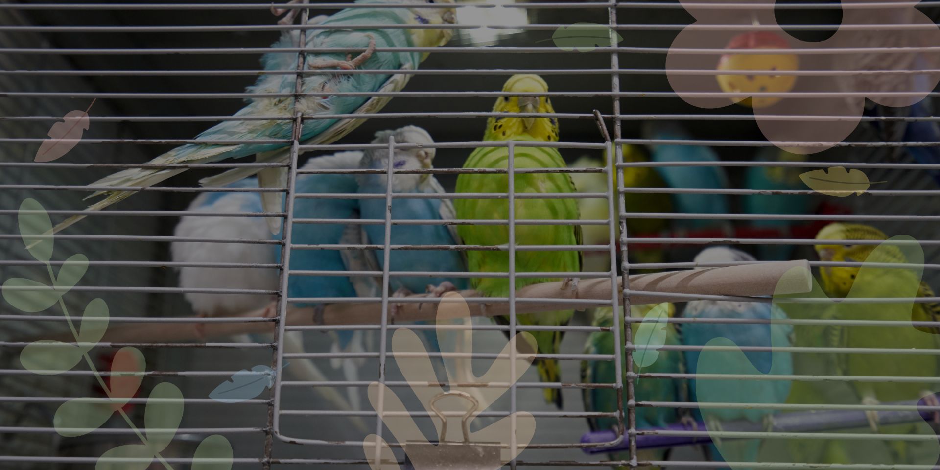 where to get a parrot