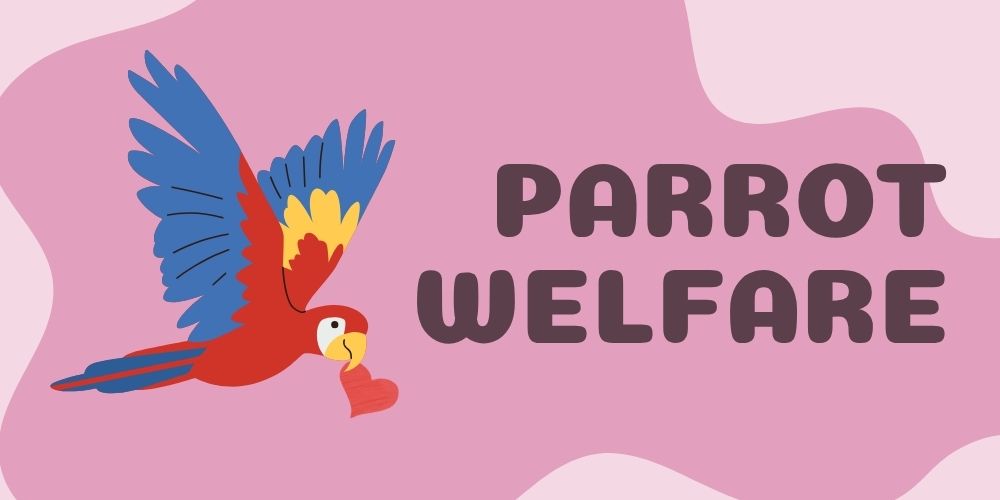 Friends of Parrots Day - Parrot Welfare